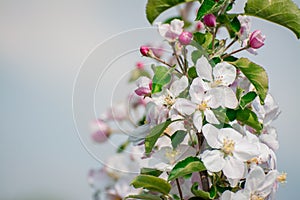 Apple tree blossom flowers in garden