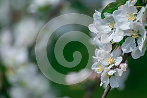 Apple tree blossom flowers in garden