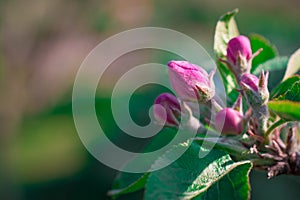 Apple tree blossom flowers on green background