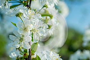 Apple tree blossom flowers on green background