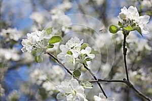 Apple tree blossom with flying bee