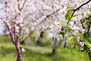 Apple tree blossom in garden