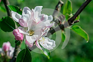 Apple tree blossom in garden