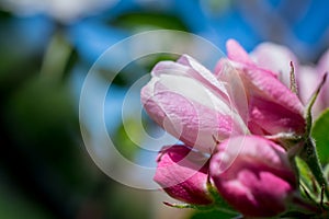 Apple tree blossom in garden