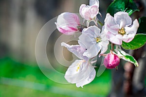 Apple tree blossom in garden