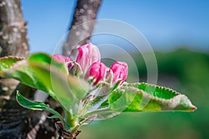 Apple tree blossom in garden