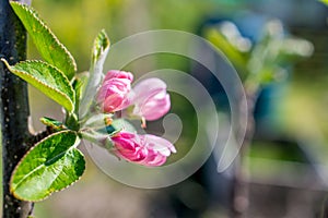 Apple tree blossom in garden