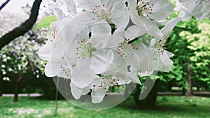 Apple tree blossom in green spring garden, white flowers in bloom as floral, nature and gardening