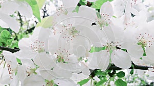 Apple tree blossom in green spring garden, white flowers in bloom as floral, nature and gardening