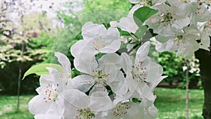 Apple tree blossom in green spring garden, white flowers in bloom as floral, nature and gardening