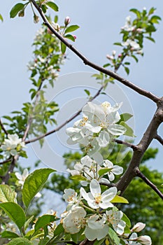 Apple tree blossom at Midewin national tallgrass prairie, Illinois. photo