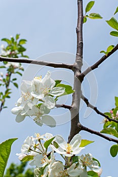 Apple tree blossom at Midewin national tallgrass prairie, Illinois. photo