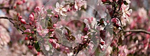 Apple tree in blossom panorama