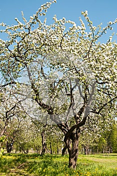 Apple tree blossom in park. Spring