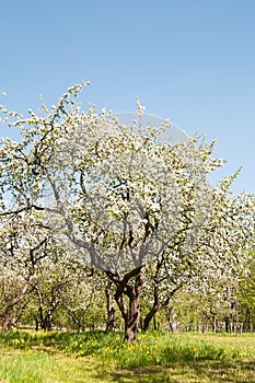 Apple tree blossom in park. Spring