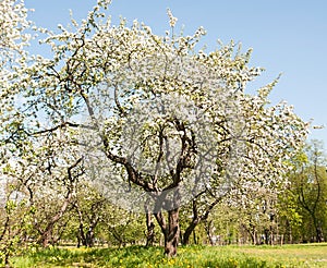 Apple tree blossom in park. Spring
