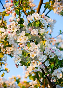 Apple tree blossom