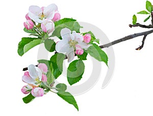 Apple tree blossom