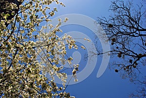 Apple tree blossom, poplar tree with young green leaves and mistletoes on top, blue spring sky background