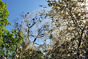 Apple tree blossom, poplar tree with young green leaves and mistletoes on top, silver maple tree green blossom and blue spring sky