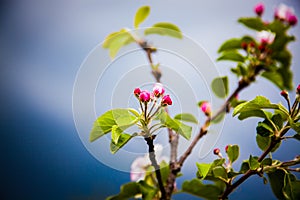 apple tree blossom in spring