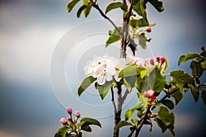 apple tree blossom in spring