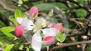 Apple tree blossom in spring in Germany