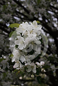 Apple tree blossom in spring in vintage style