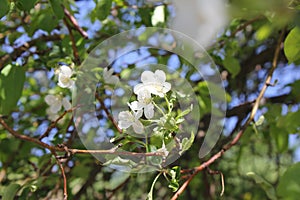 The apple tree in the blossom with white flowers 30658