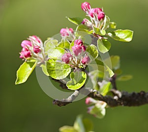 Apple Tree Blossoming in Springtime