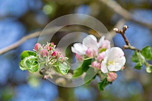 Apple tree blossoms