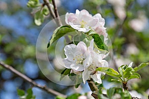 Apple tree blossoms