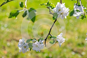 Apple tree blossoms