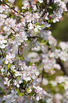 Apple Tree Blossoms