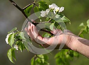 Apple tree blossoms