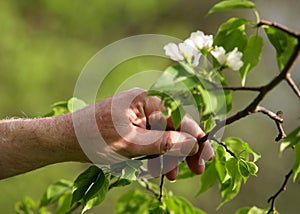 Apple tree blossoms