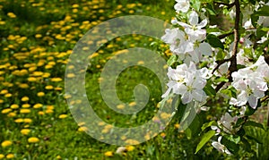 Apple tree blossoms