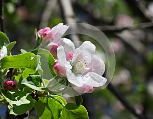 Apple tree blossoms