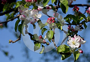 Apple tree blossoms