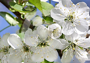 Apple tree blossoms