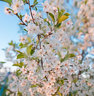 Apple tree blossoms