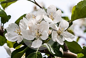 Apple Tree Blossoms