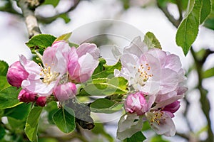 Apple tree blossoms and buds  in the morning sunlight in spring