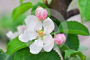 Apple tree blossoms closeup