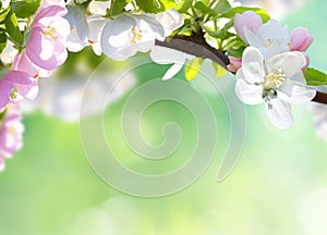 Apple tree blossoms with green leaves.Spring flowers on blurred background