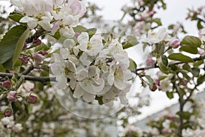 Apple tree blossoms with green leaves Spring flowers on green nature background