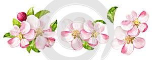 Apple tree blossoms with green leaves. Spring flowers set