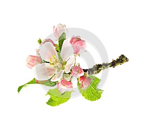 Apple tree blossoms isolated on white background