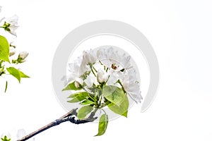 Apple Tree Blossoms Isolated on White Background. Spring Renewal Concept