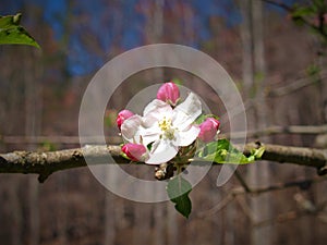 Blossoms on an Apple Tree